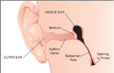 The eustachian tube allows air pressure to equalize in the middle ear